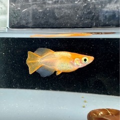 佐賀県 三養基郡のメダカの中古が安い！激安で譲ります・無料で