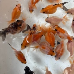 金魚（ピンポンパール）をお譲りしますの画像