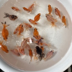 金魚（ピンポンパール）をお譲りしますの画像