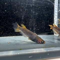 メダカ【闇龗ブルーアイ】若魚　②ペア (まっちょメダカ様血統)の画像