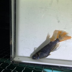 メダカ【闇龗ブルーアイ】若魚　②ペア (まっちょメダカ様血統)の画像