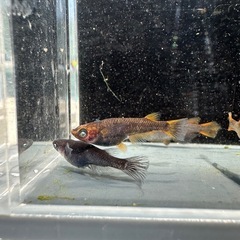 メダカ【闇龗ブルーアイ】若魚　②ペア (まっちょメダカ様血統)の画像