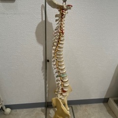 骨模型