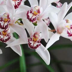★★★花が終わらない内に＊＊＊お値下げ！シンビジューム　★★★