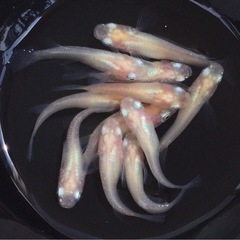 終了⭐️白透明鱗メダカ⭐️ 11匹