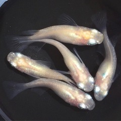 終了⭐️白透明鱗ダルマ⭐️ 5匹　　の画像