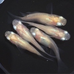 終了⭐️白透明鱗ダルマ⭐️ 5匹　　