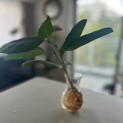 フィカス　ベンガレンシス株をお分けします