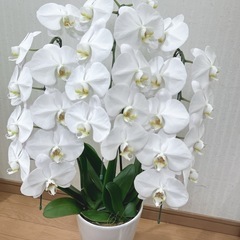 胡蝶蘭　3本立て　陶器鉢付きsold out