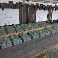 小さなブロッコリー　④
