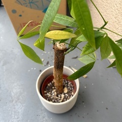 パキラ　観葉植物