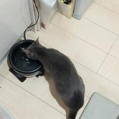 見つかりました − 群馬県