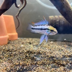 Ap.トリファスキアータ（ブリード）の稚魚5匹______20250328の画像