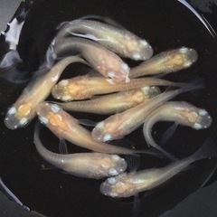終了⭐️白透明鱗ダルマ⭐️  5ペア　の画像