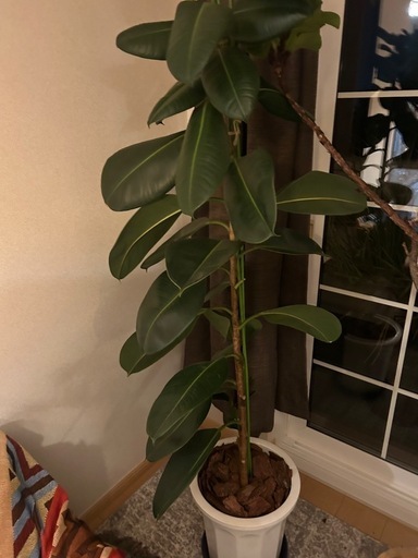 観葉植物  ゴムの木大型