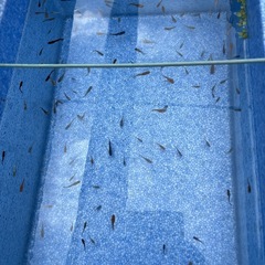 めだか各種の画像