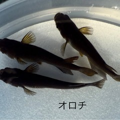 メダカ各種販売中の画像