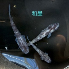 メダカ各種販売中の画像