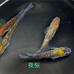 メダカ各種販売中の画像