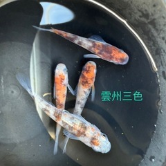 メダカ各種販売中の画像