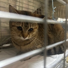 キジトラちゃんの里親さん募集中