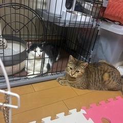 お世話しやすいキジトラちゃん - 猫