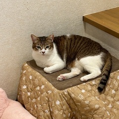 にゃーこちゃん2〜3歳撫で撫で出来ます。全く鳴かない子で大人しい...
