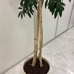 観葉植物　シェフレラ