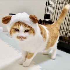 落ち着きあるレディ💕食いしん坊チャーミーちゃん - 猫