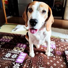 譲渡先決まりました。多くのお問い合わせありがとうございました😊 - 稲沢市
