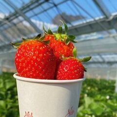 番外編！3/29開催！【いちご狩り🍓】甘酸っぱい春の味覚を満喫しよう✨
