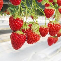 番外編！3/29開催！【いちご狩り🍓】甘酸っぱい春の味覚を満喫しよう✨ - 福岡市