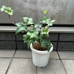 【観葉植物】アイビー　ヘデラ