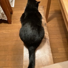 新しい家族を探しています - 福岡市
