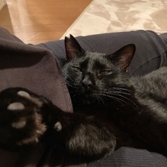 新しい家族を探しています - 里親募集