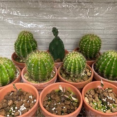 サボテンや花麒麟