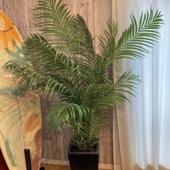 人口 観葉植物