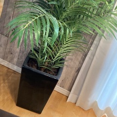 人口 観葉植物の画像