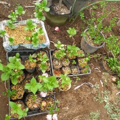 アジサイ苗譲ります。　
