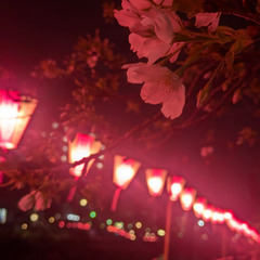 中目黒に桜見に行く人全員集合！！
