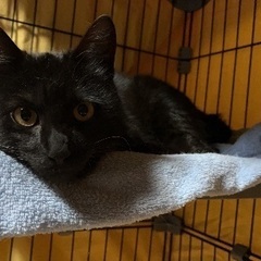 【里親さま決定】⭐️甘えん坊黒猫🐈‍⬛ボクちゃん