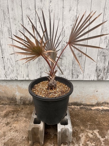 ビスマルキアノビリスシルバー