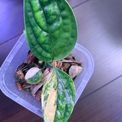 モンステラsp　ペルー斑入り ①
 