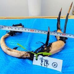 ハス栽培セット（黃陽②）