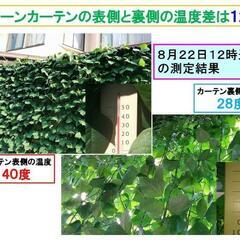 グリーンカーテンの苗、無料でご予約承ります。