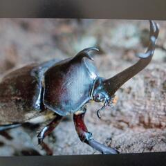 カブトムシ幼虫　国産カブトムシ