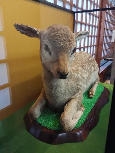 子鹿（バンビ）の剥製 バンビ（子鹿）の剥製 2匹のバンビ、子鹿 木製