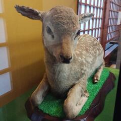 バンビ（子鹿）の剥製 2匹のバンビ、子鹿 木製ベース付き バンビ（子鹿