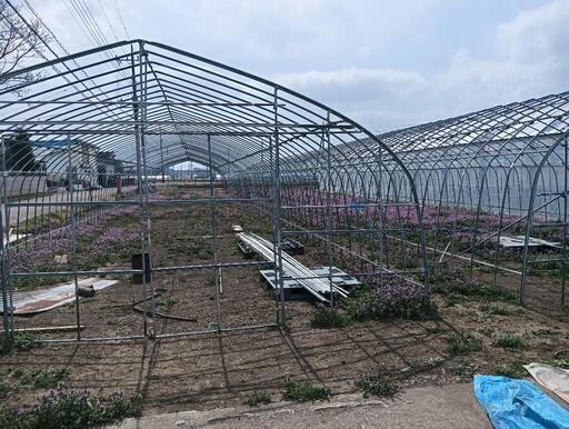農業用単棟ビニールハウス（パイプハウス）間口5.4m