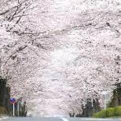 ４月５日（土）空が見えないほどの桜のトンネル日本さくらの名所百選...